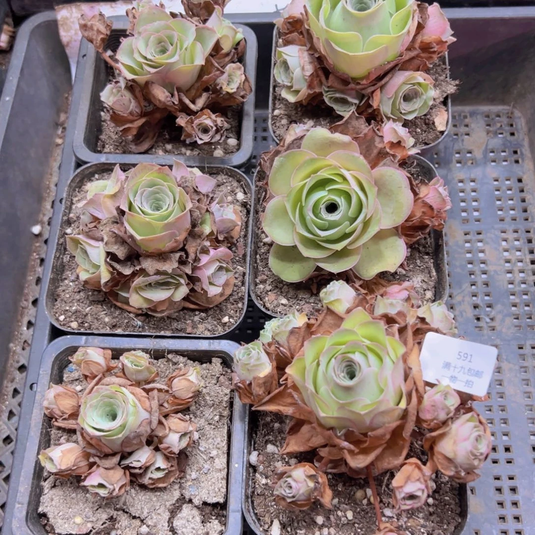 591 侧牙掉了不包损无售后