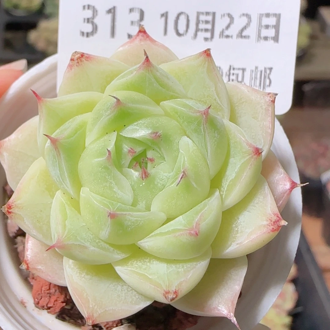 花语逸镜1022-313麦秆包子