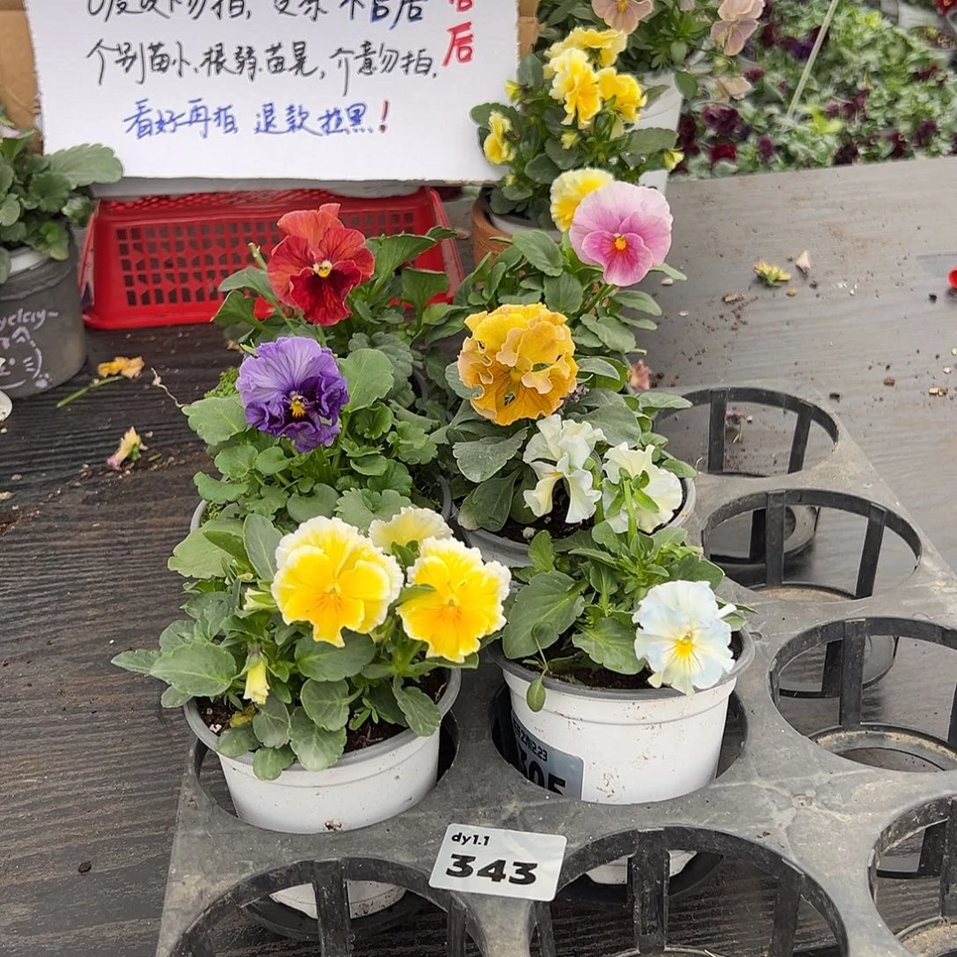 大部分花苞少量开放343号