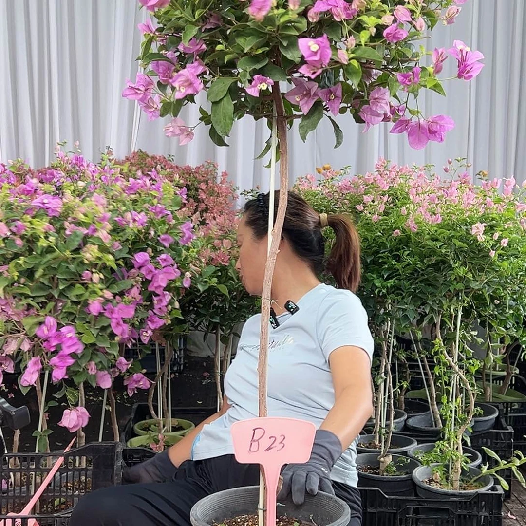 喜****当前无花栽培后可以开花B23雪紫