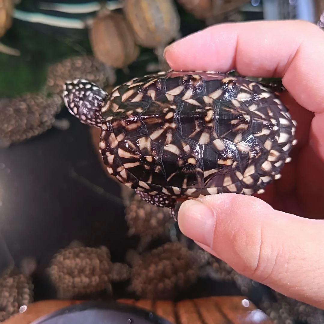 宠物龟母斑点龟6公分左右