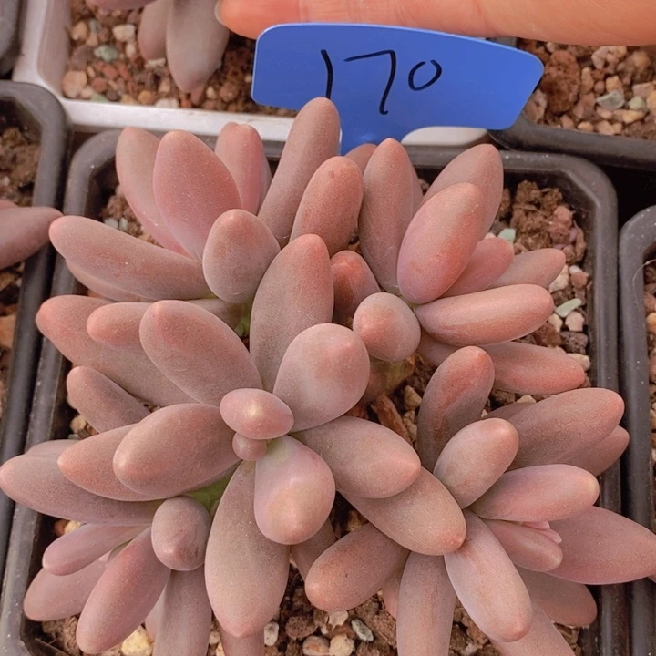 是吗不说实话就说