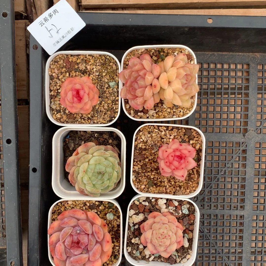 52号珍尼系列，一物一拍