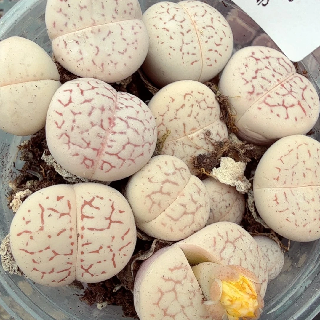 你要吃就去拿去012你