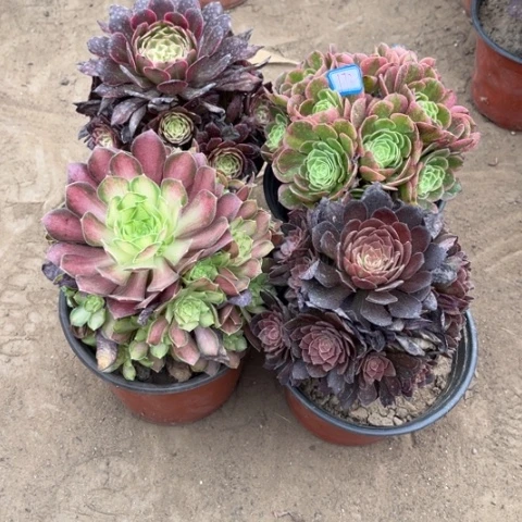 172多肉植物组合