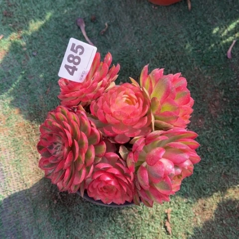 485倾城朵朵多肉，