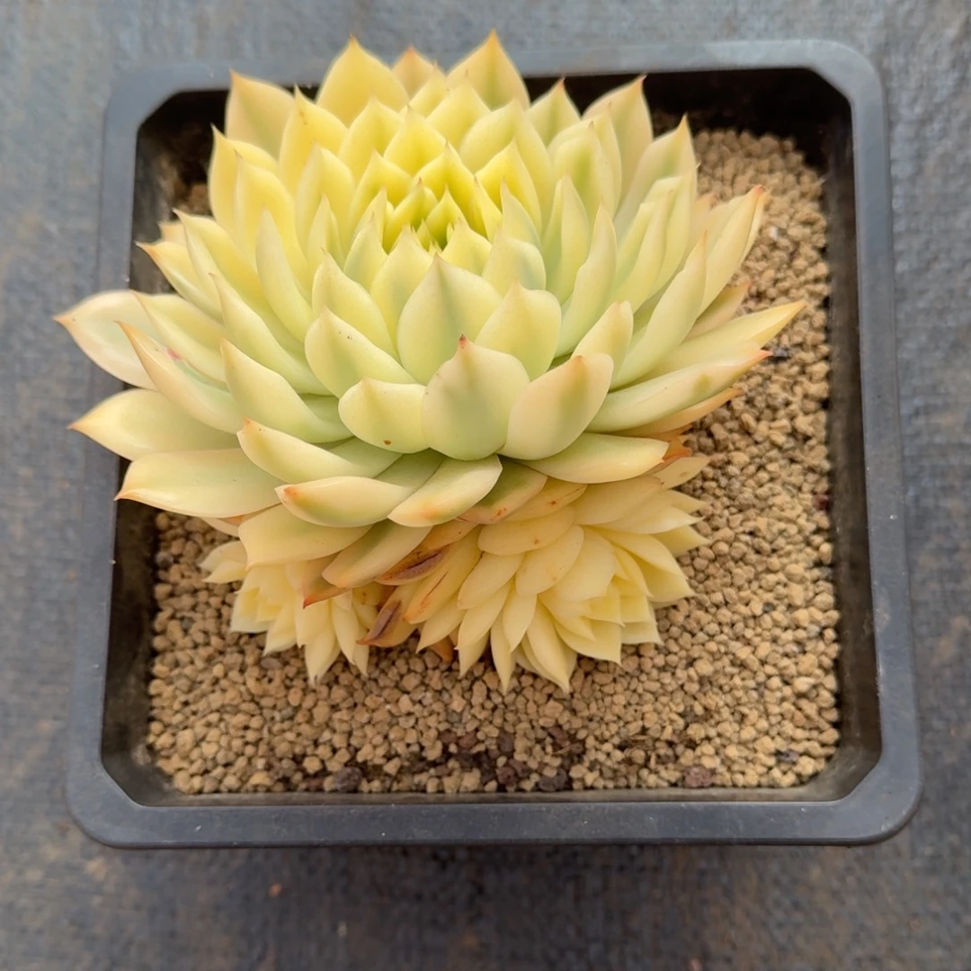 海蓝锦群锦上园艺一物一拍