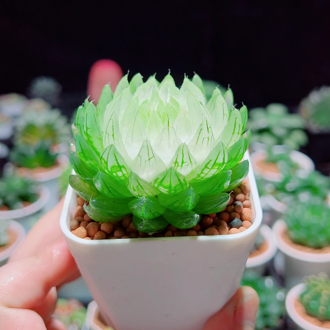 宝莲灯玉露多肉多肉多肉