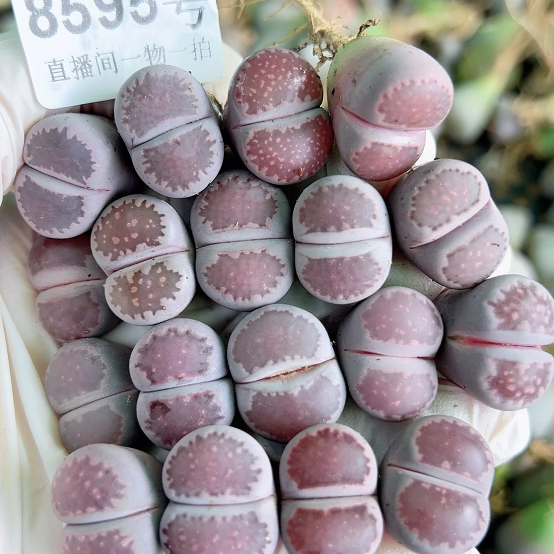 8595 好养易活生石花大母本18个