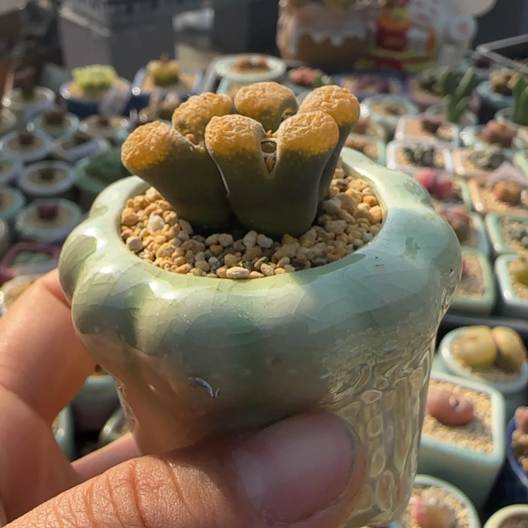 3404--一物一拍 带盆