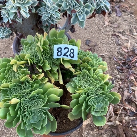 彼***开灿烂缀绿羊绒缀828法师