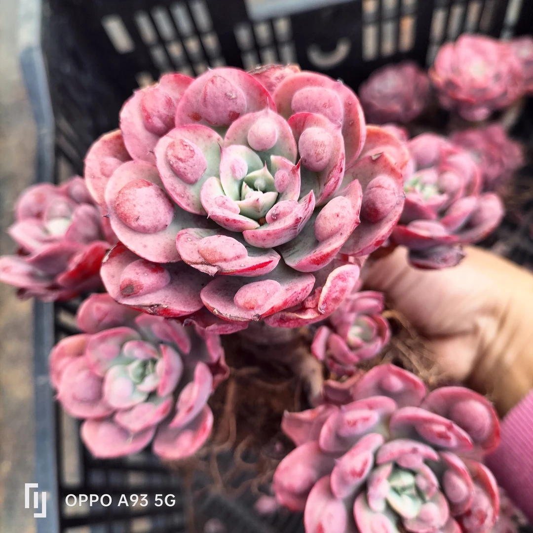 雨滴多肉植物老桩群生冠幅15公分左右，易爆盆创意办公室绿植盆栽