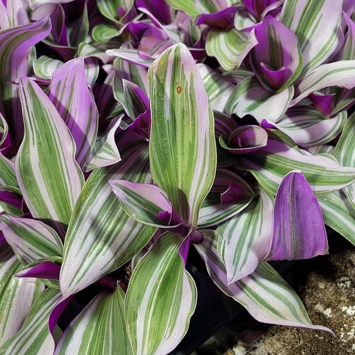 小油画1元带土发货