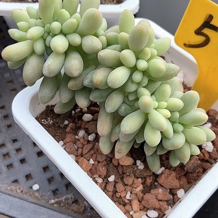 多肉植物粉色恋人缀546