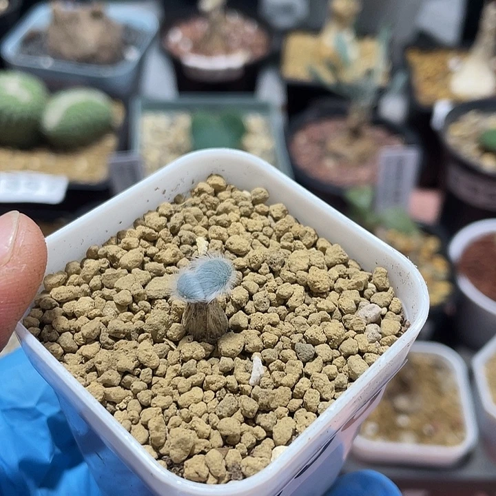 368迷你毛叶石化，