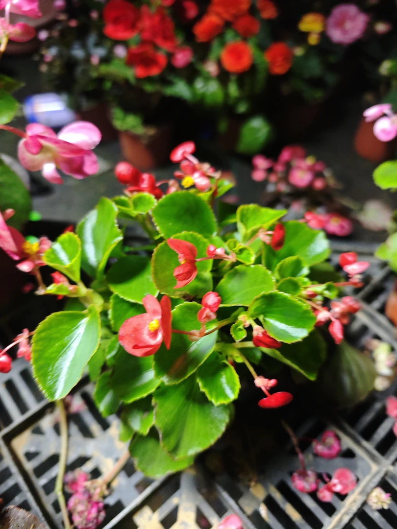 绿叶红色 单瓣四季海棠