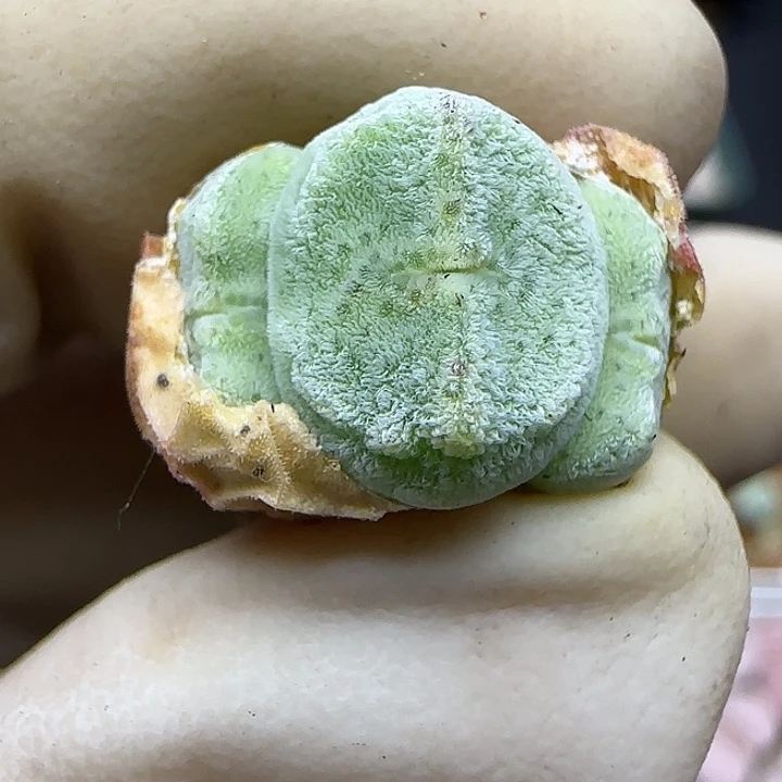 1176绿豆糕绿豆糕