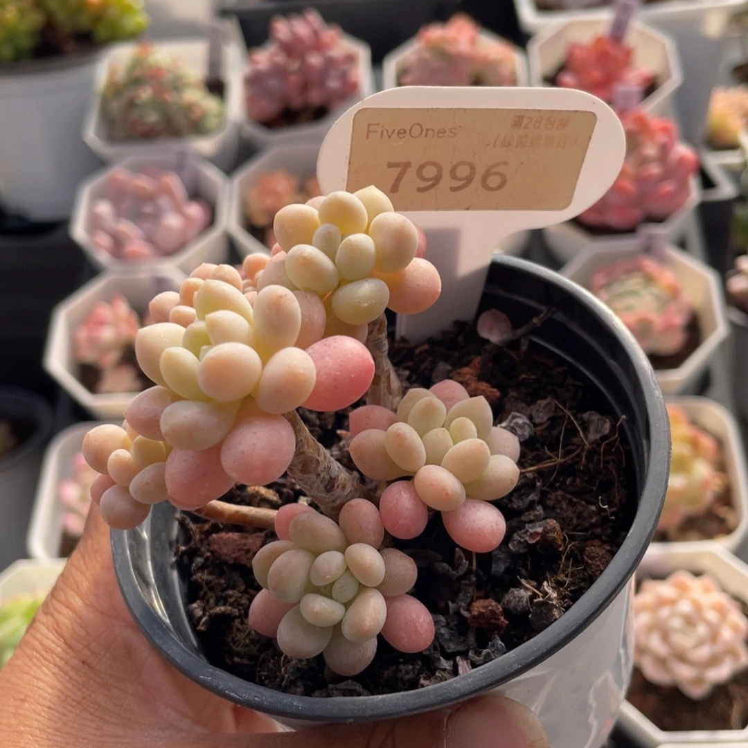 洛可可7996-5.5厘米