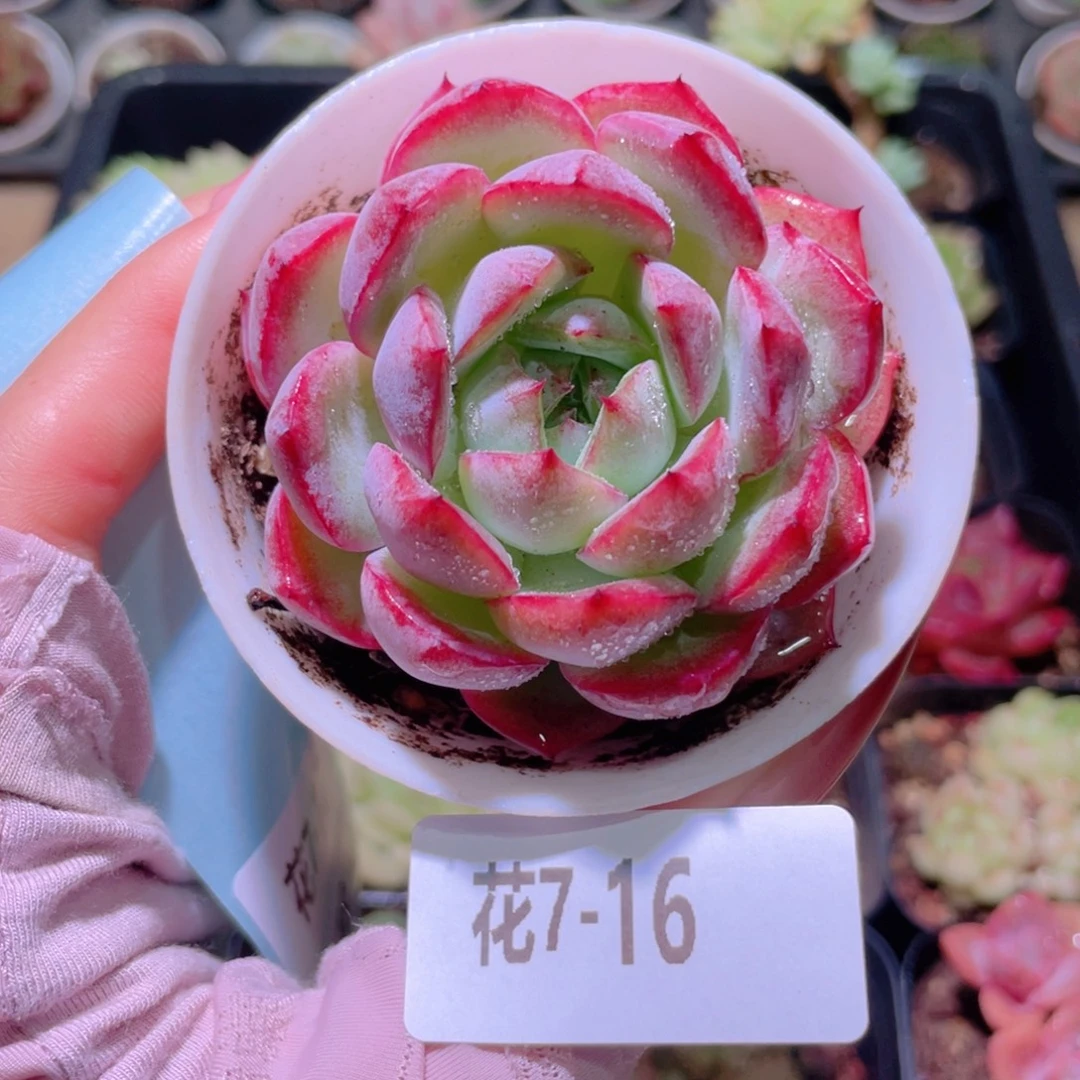 花利美7-16女王玫瑰
