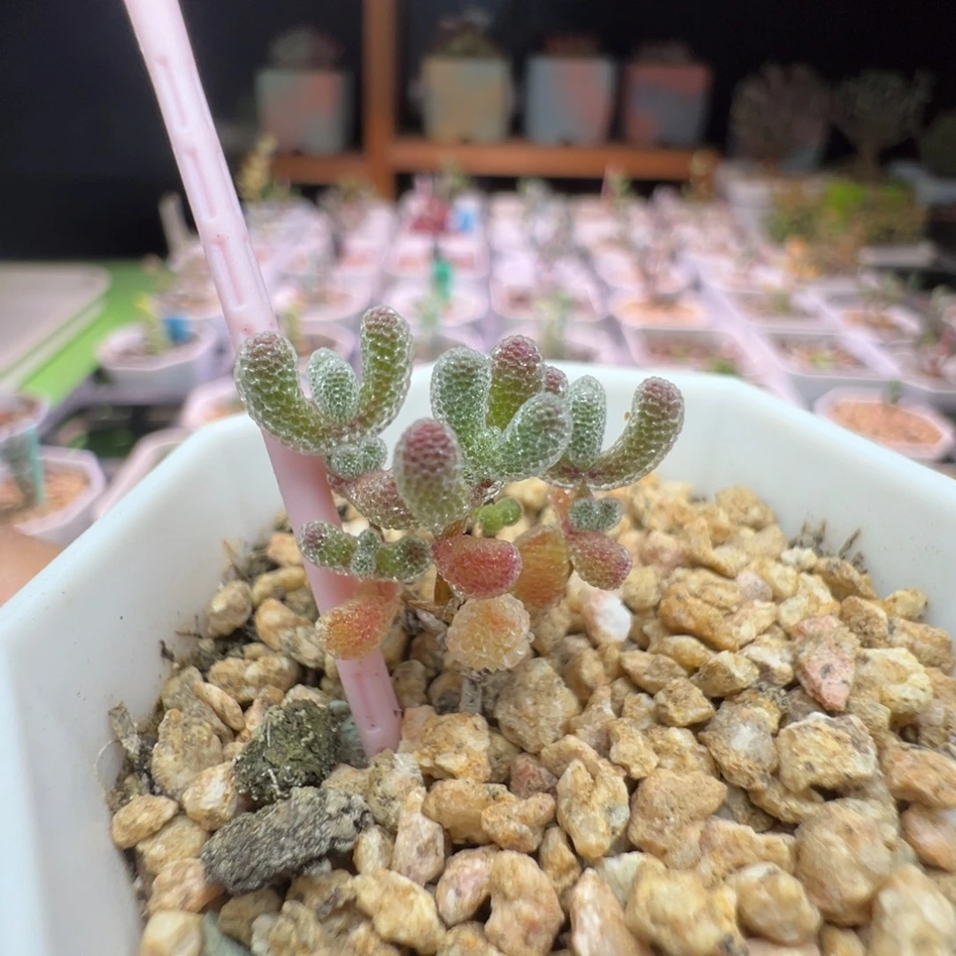 1001实生粉冰晶，一年多，拍下不退不换