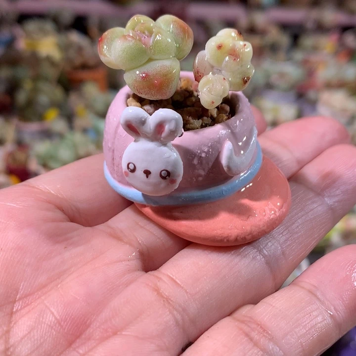 3年庄精品冰透溏心冰玉带盆发货