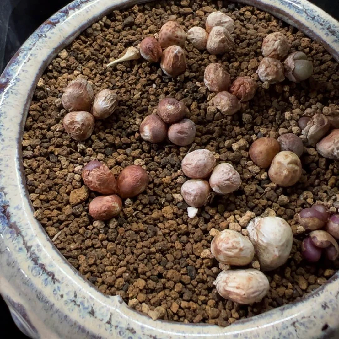 26-108量拍园艺紫葡萄一群。多肉