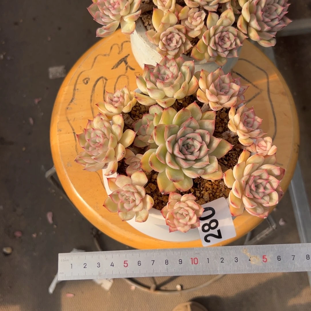 一***呀280 多肉植物组合盆栽