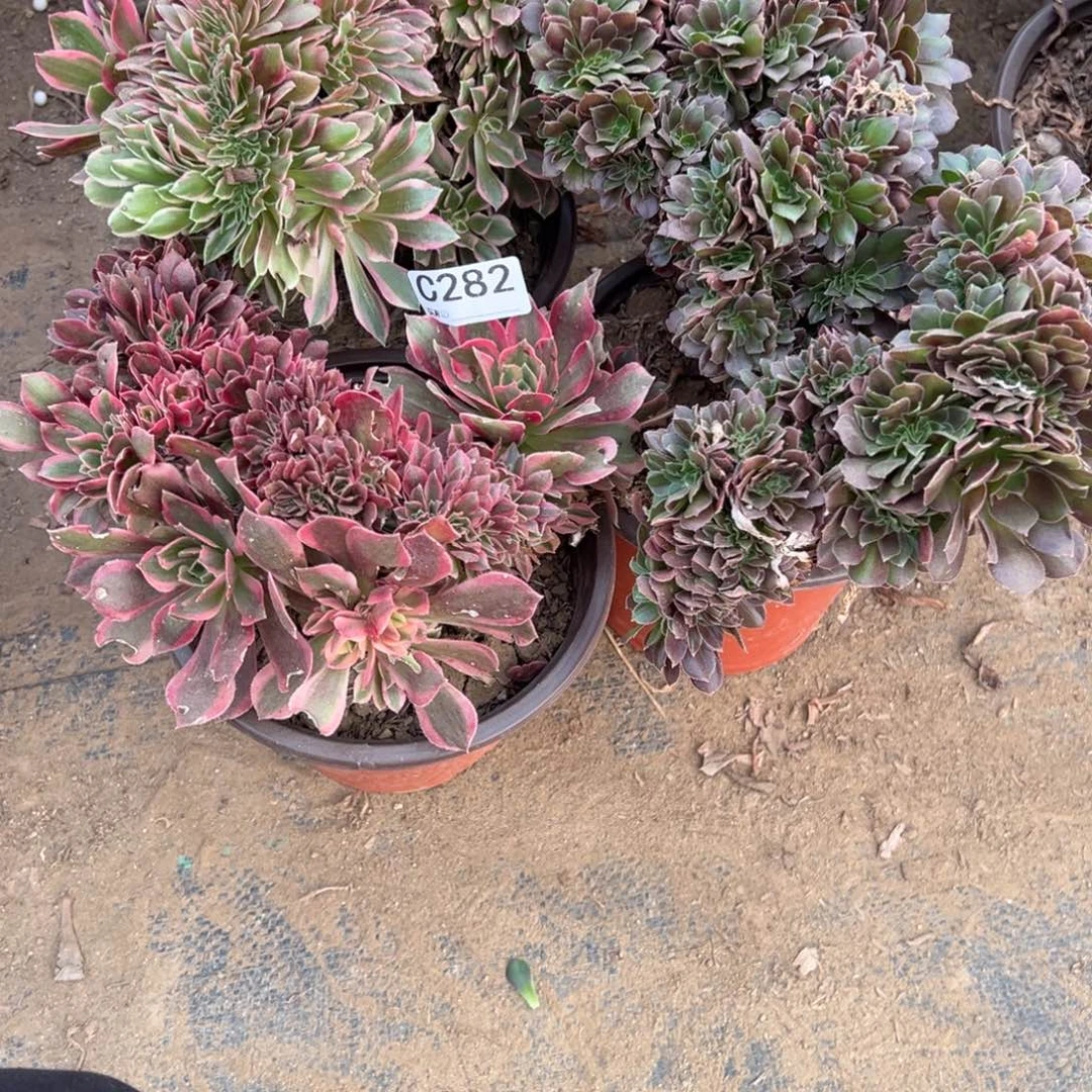 282三颗组合多肉植物