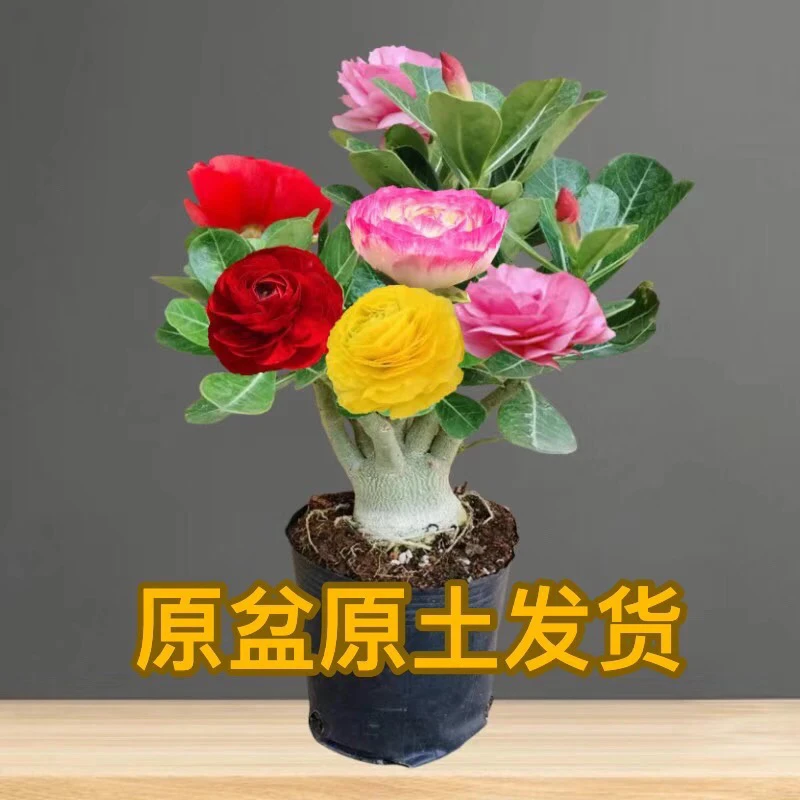 【重瓣沙漠玫瑰】四季好养易活耐热植物花卉带叶带土