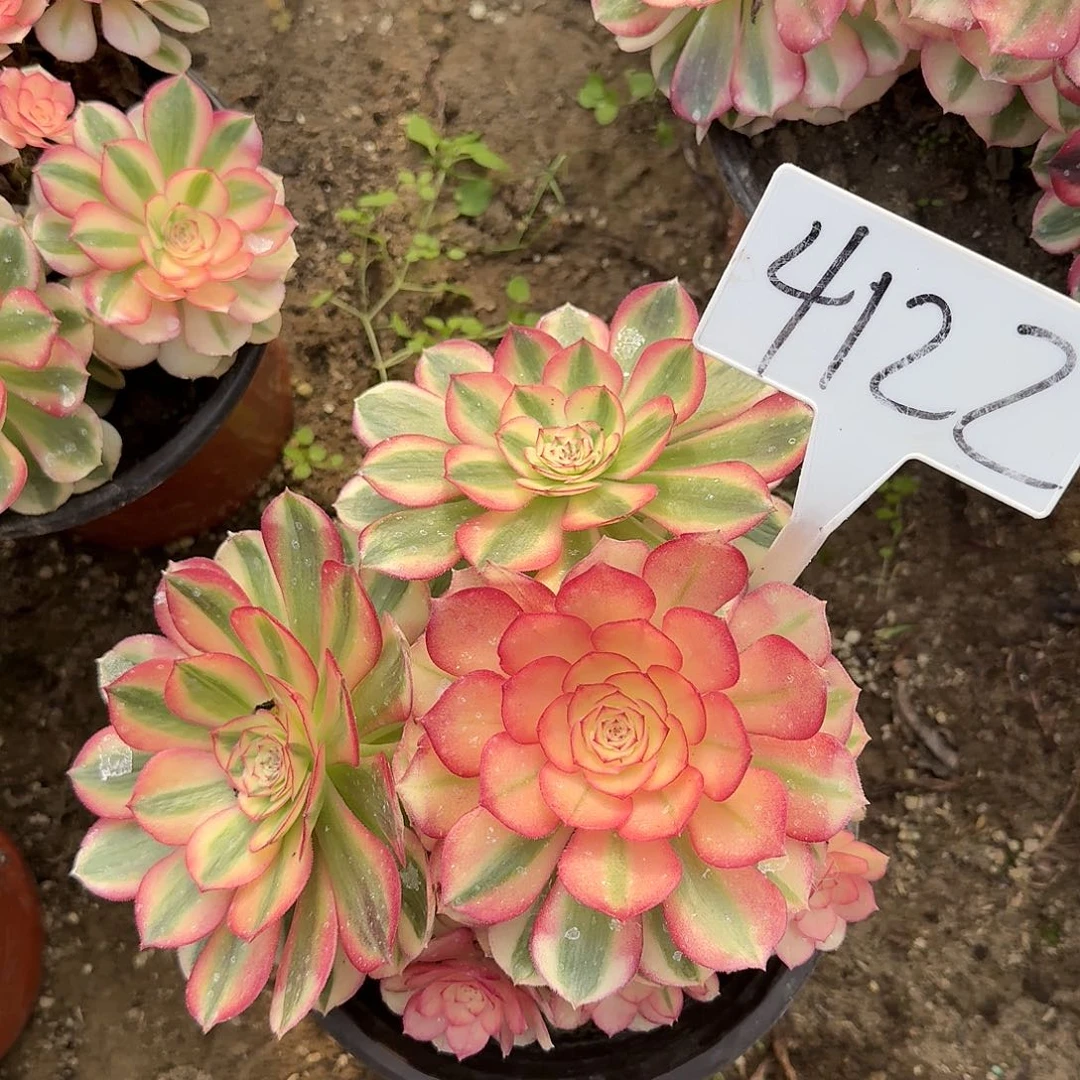 燕***姐4122倾城多肉法师多肉