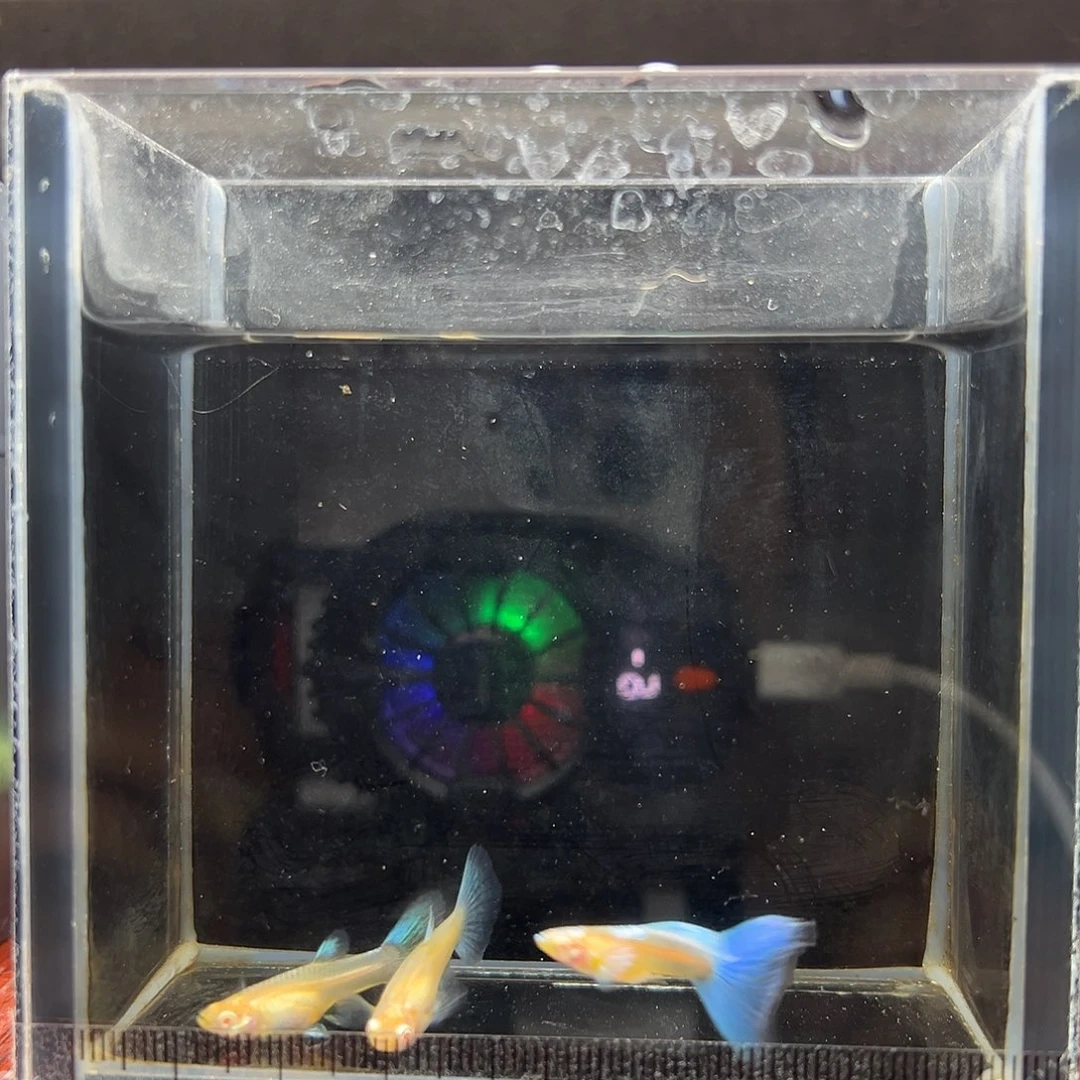 孔雀鱼蓝白飞船一公两母