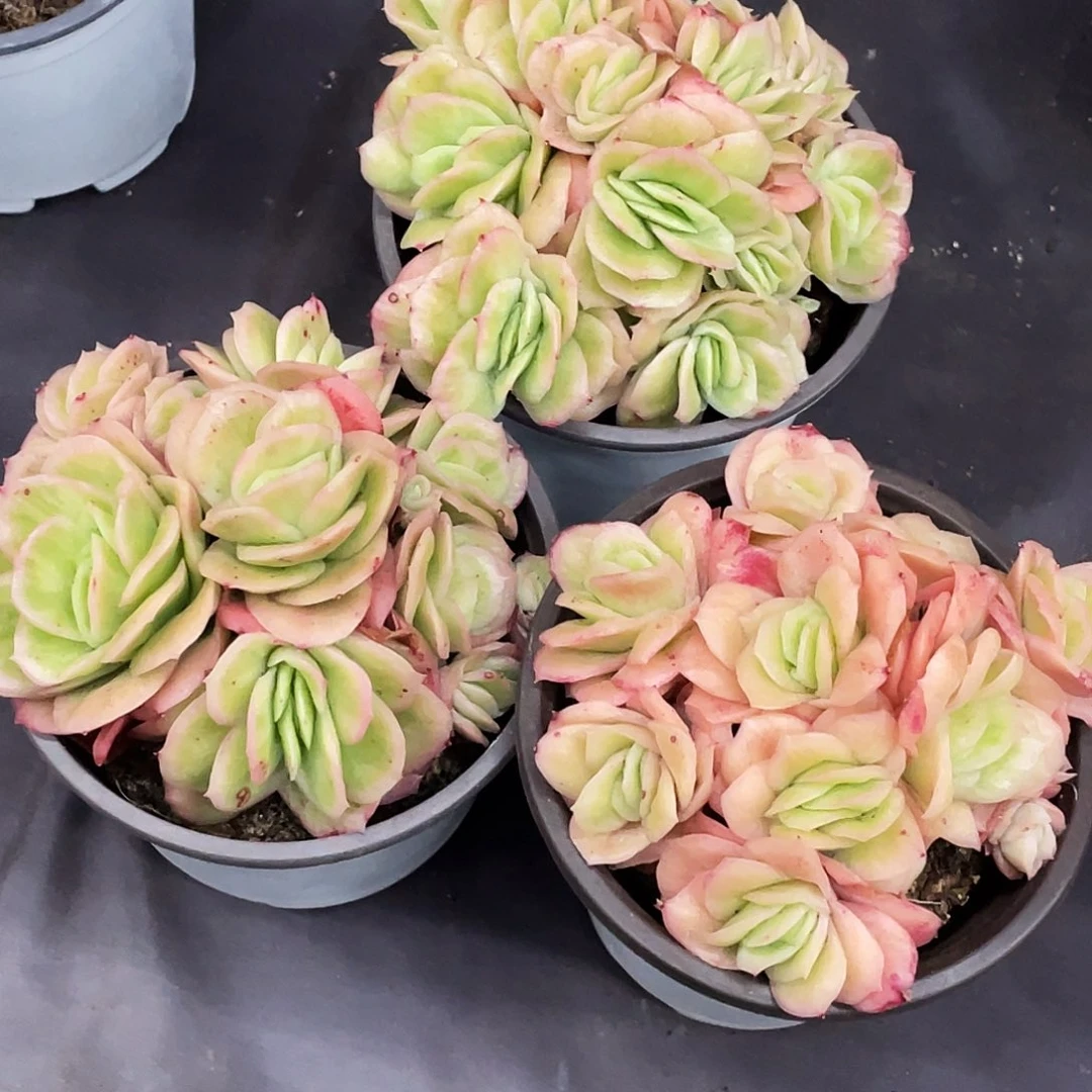 整桩无砍多头冰玫瑰锦一颗