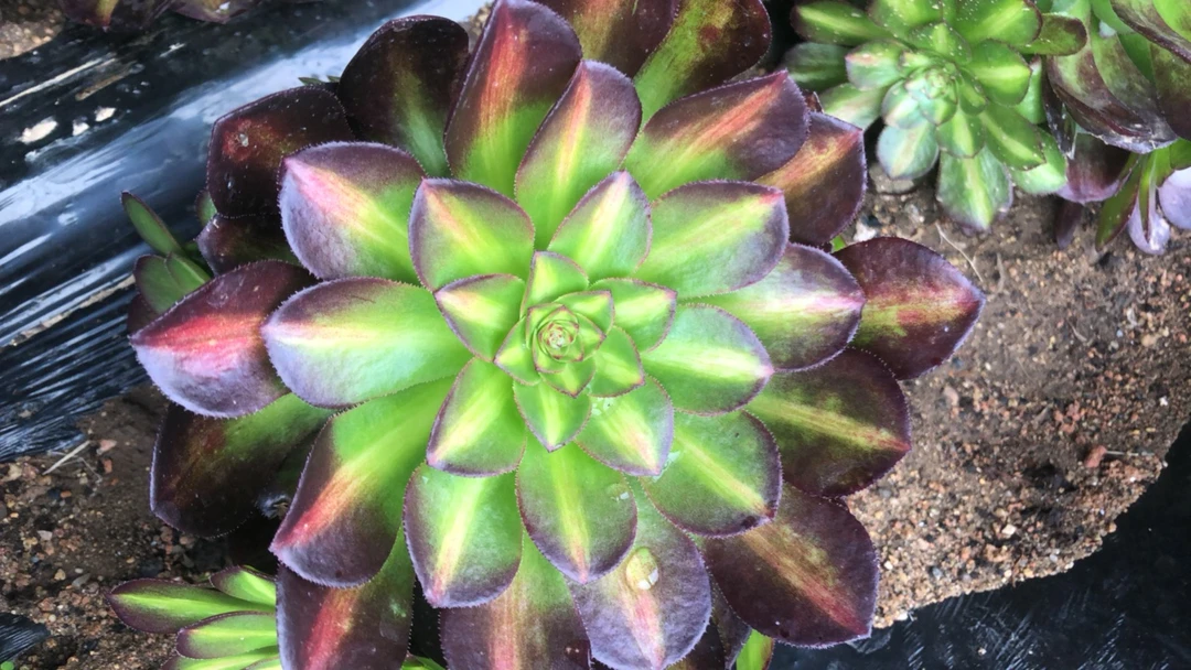 赤叶莲和万花筒打包发货