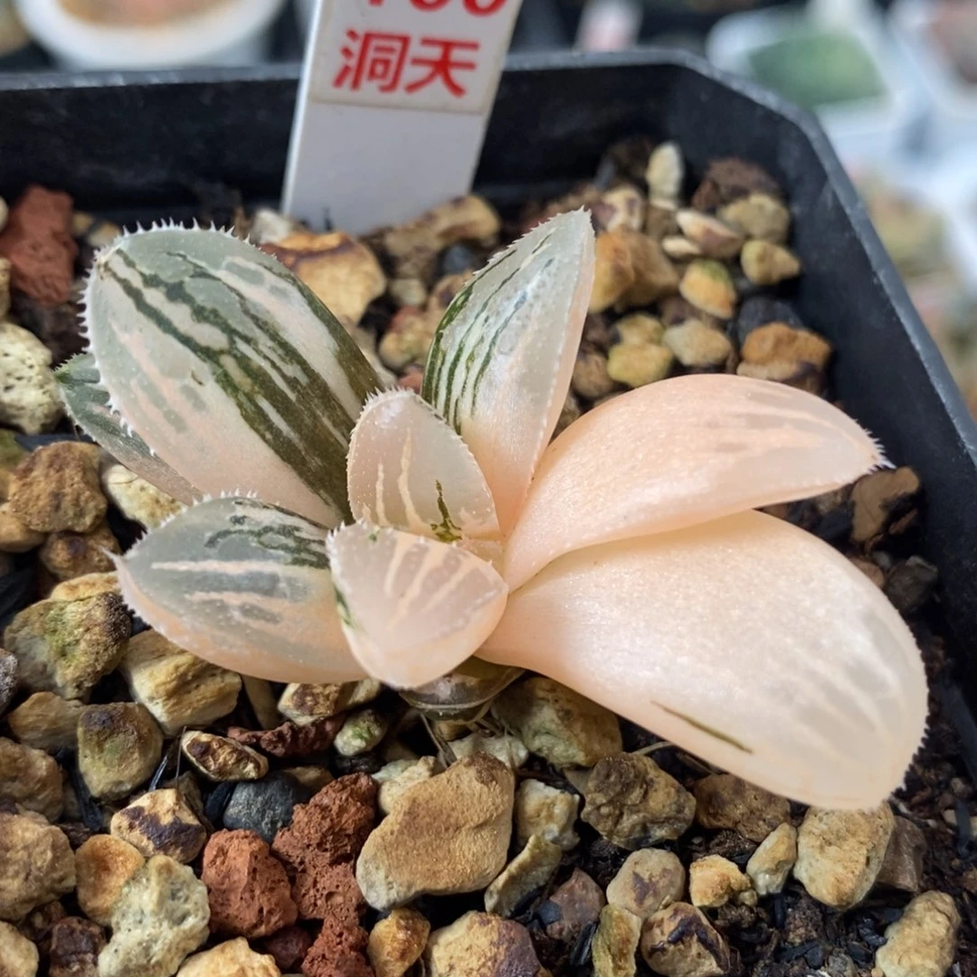 100冰沙糖锦一物一拍细根