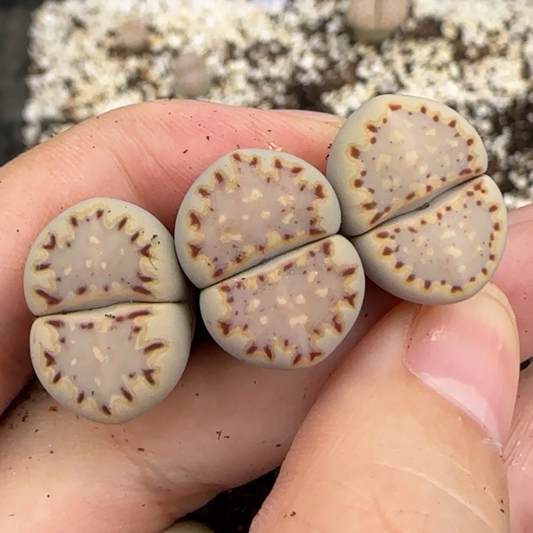 10.3辛然园艺母本1621.015饼干2022