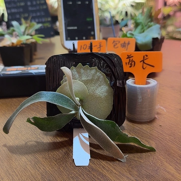 庞***翠无花朵鹿野直播间购买酋长