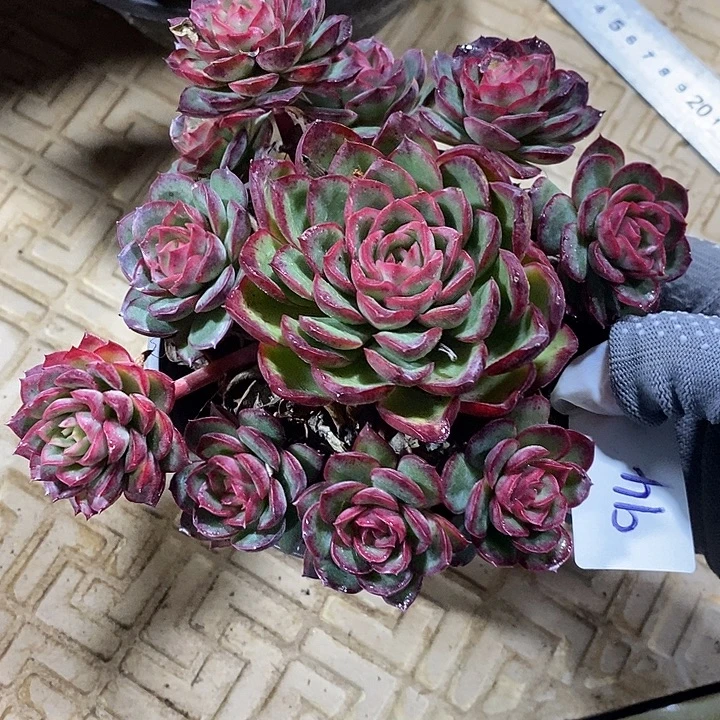 小七夕多肉东云不知名94