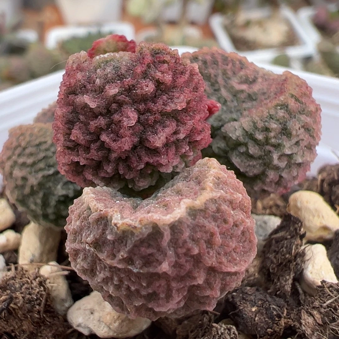 实生新品圆叶实生新品