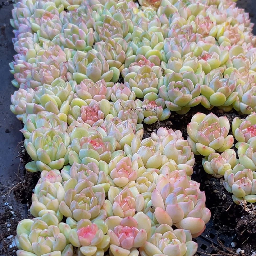 019多肉植物量拍一盒保底24颗