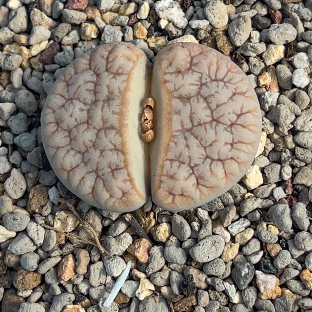 2347睫毛铁荒一颗