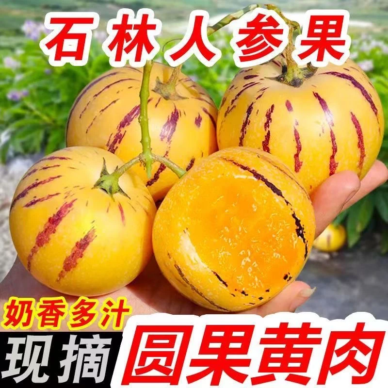【树熟人参果】云南石林树上熟人参果黄肉圆果爆汁时令新鲜水果