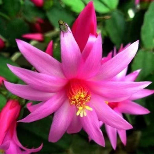 仙指兰蟹爪兰假昙花二至三色原土发货盆栽吸甲醛