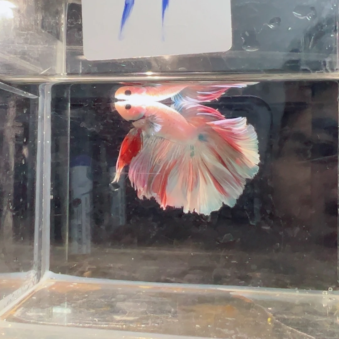 斗鱼浅色仙仙裙特殊尾