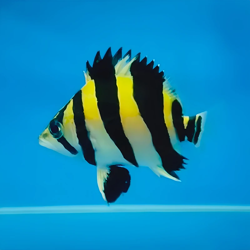 印尼苏门答腊虎鱼 三纹虎鱼 四纹苏虎龙鱼混养搭配配鱼热带观赏鱼