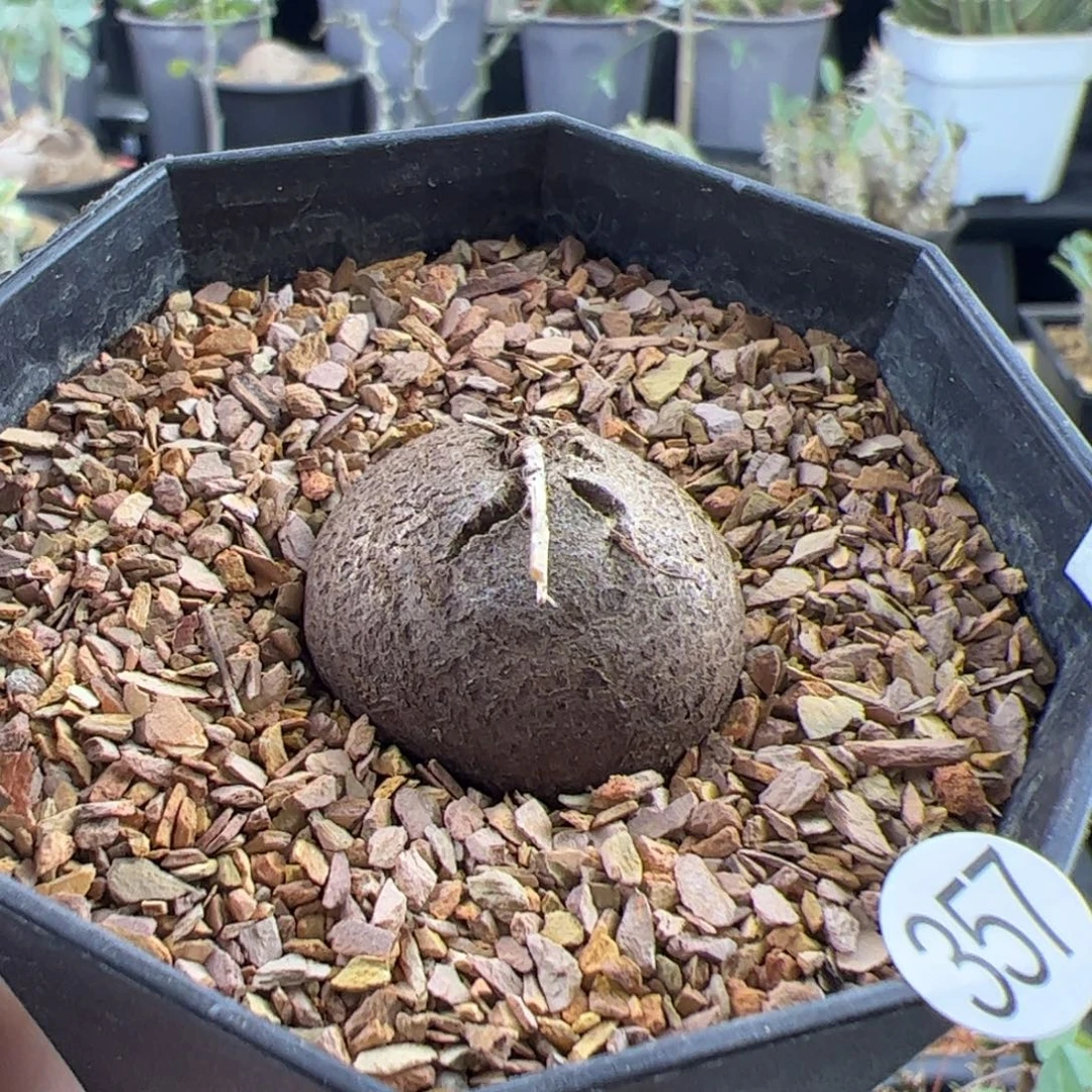 南非龟甲龙2.6一物一拍带盆发