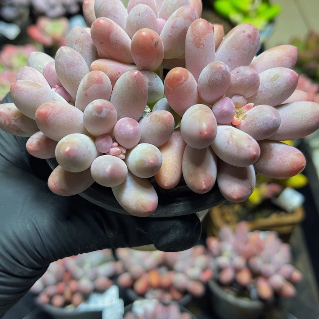 154汤圆奶酪10厘米多肉