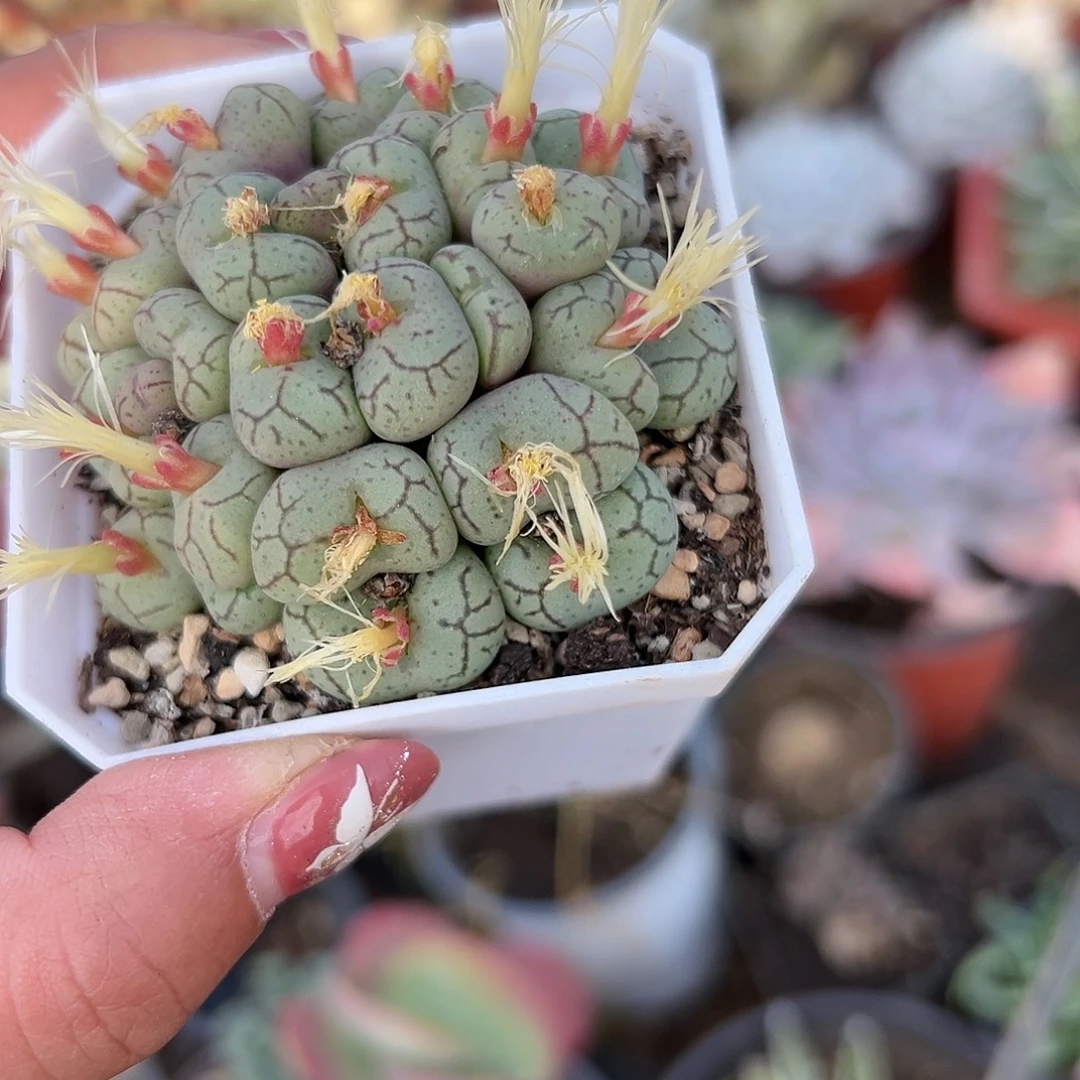 多肉植物安贞开花