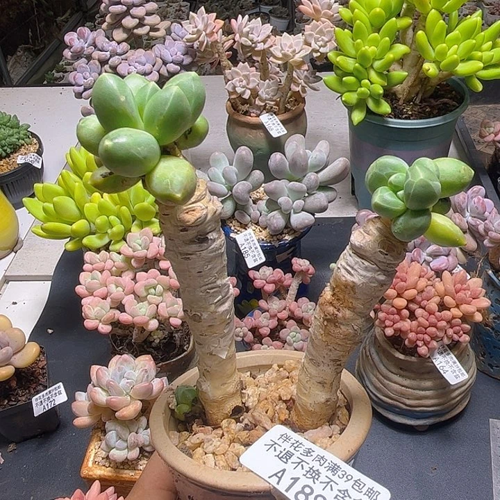 香蕉树188/8cm多肉