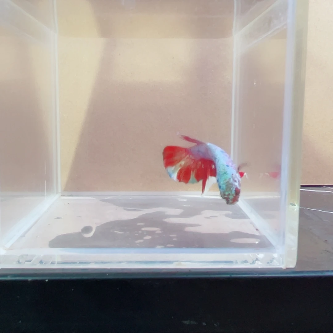 斗鱼跑单小黑屋126