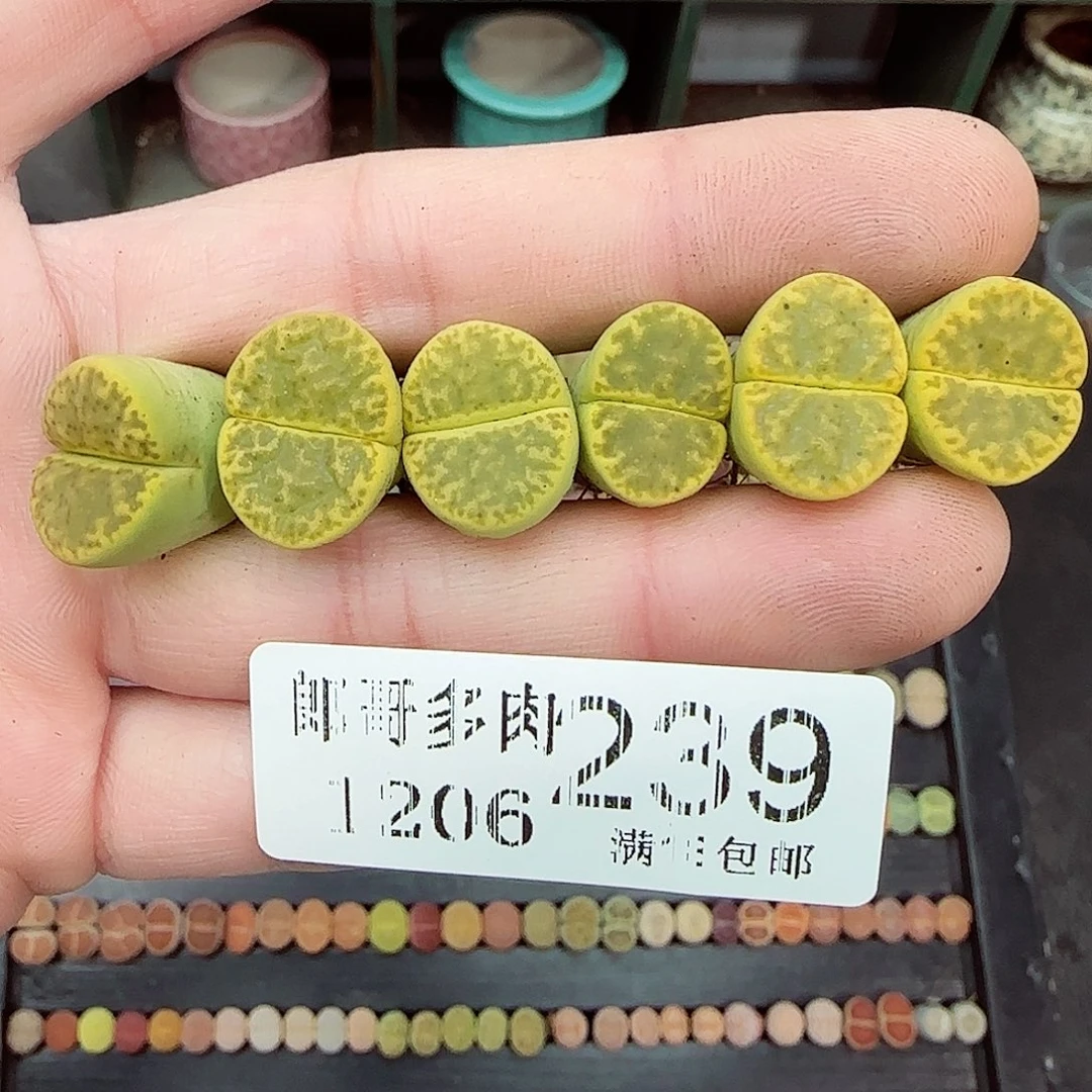 满满18包邮1204-239